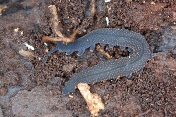 Media type: image; Invertebrate Zoology 29204